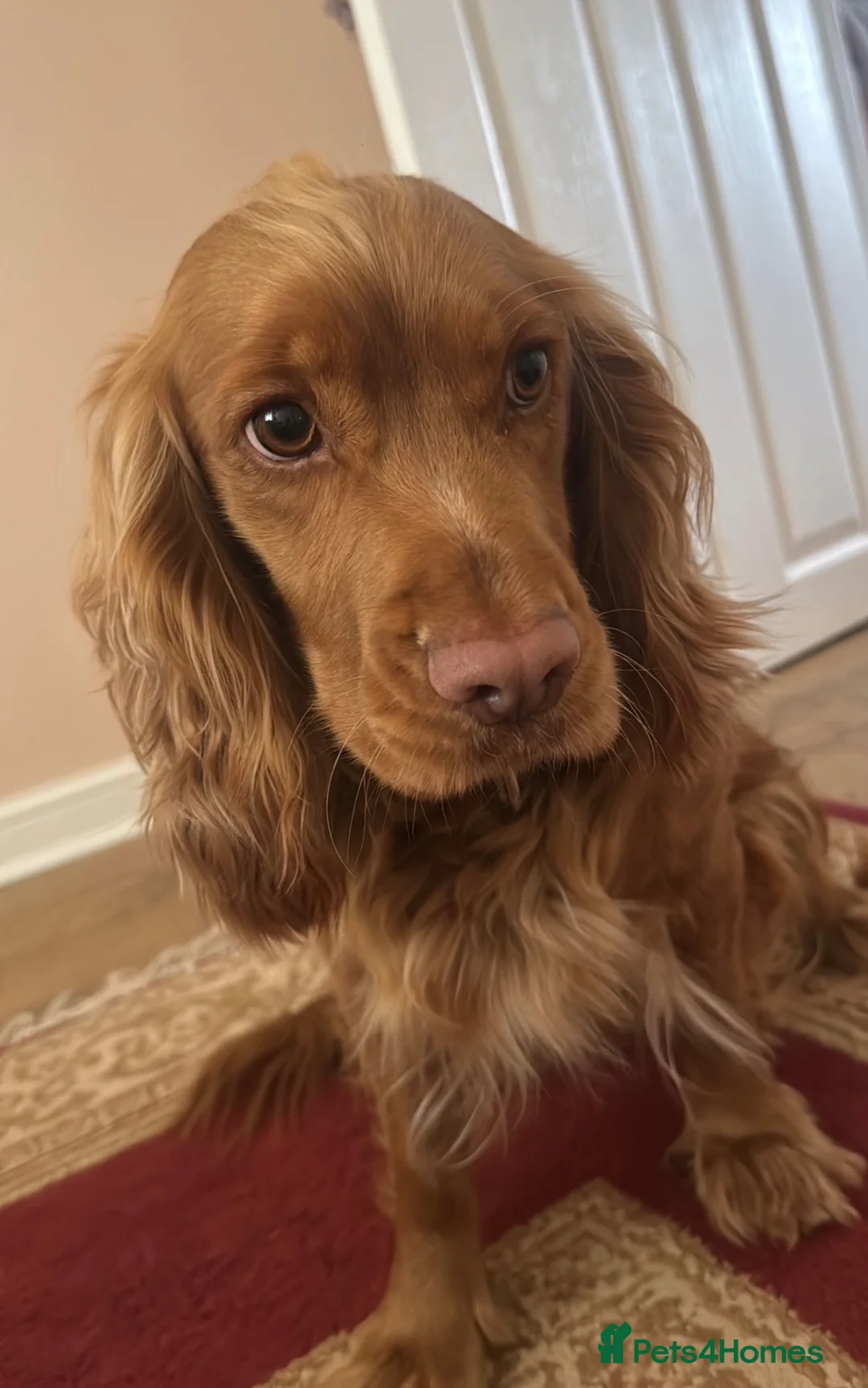 Cocker Spaniel dogs for sale:  KC Registered  Cocker Spaniel Puppies – Due Soon  - Advert 1