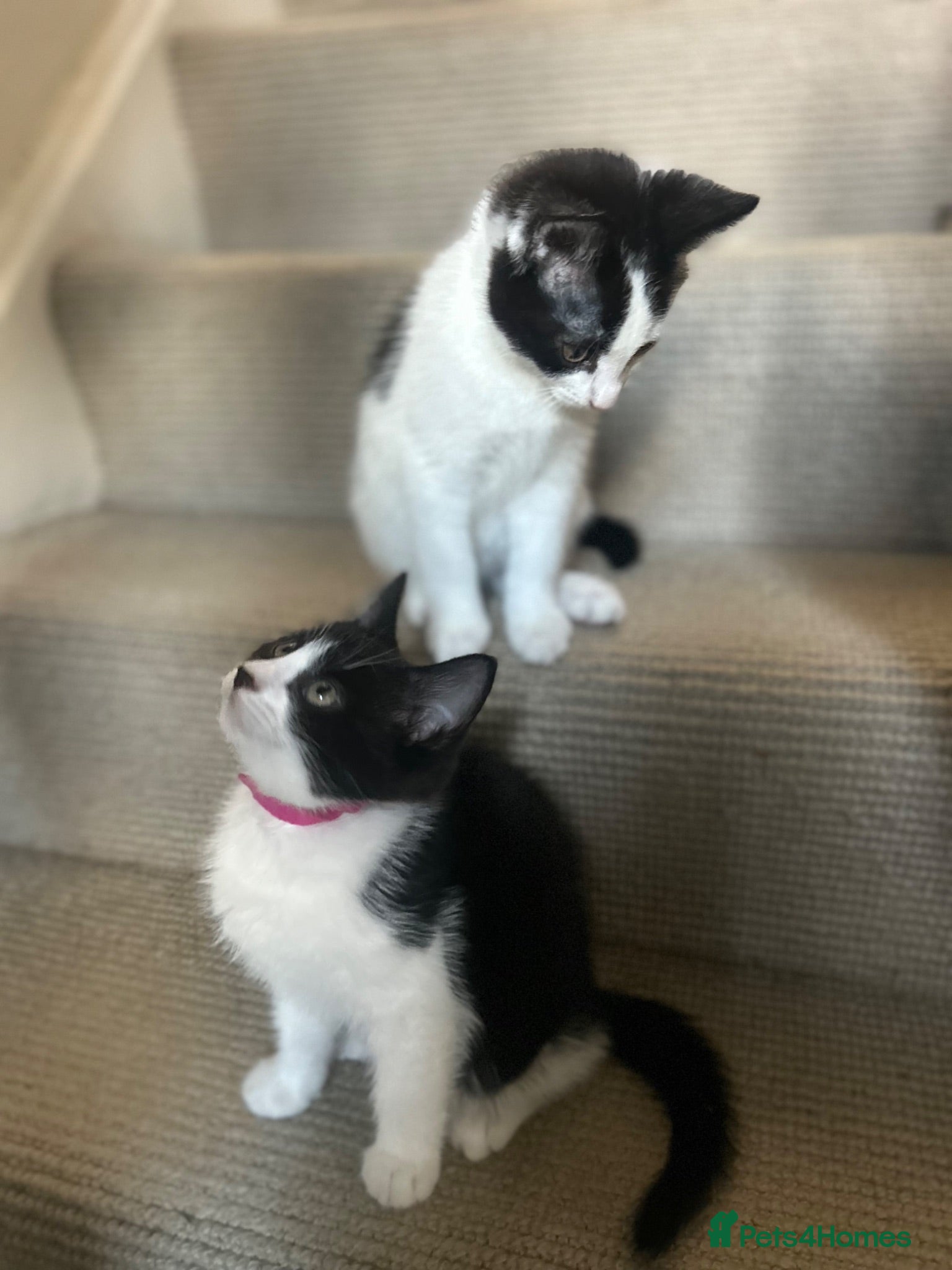 Mixed Breed cats Friendly playful kittens - Advert 7