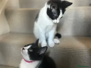 Mixed Breed cats Friendly playful kittens - Advert 7