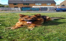 German Shepherd dogs for sale: Long-haired, chubby German Sheperd puppies! - Image 8
