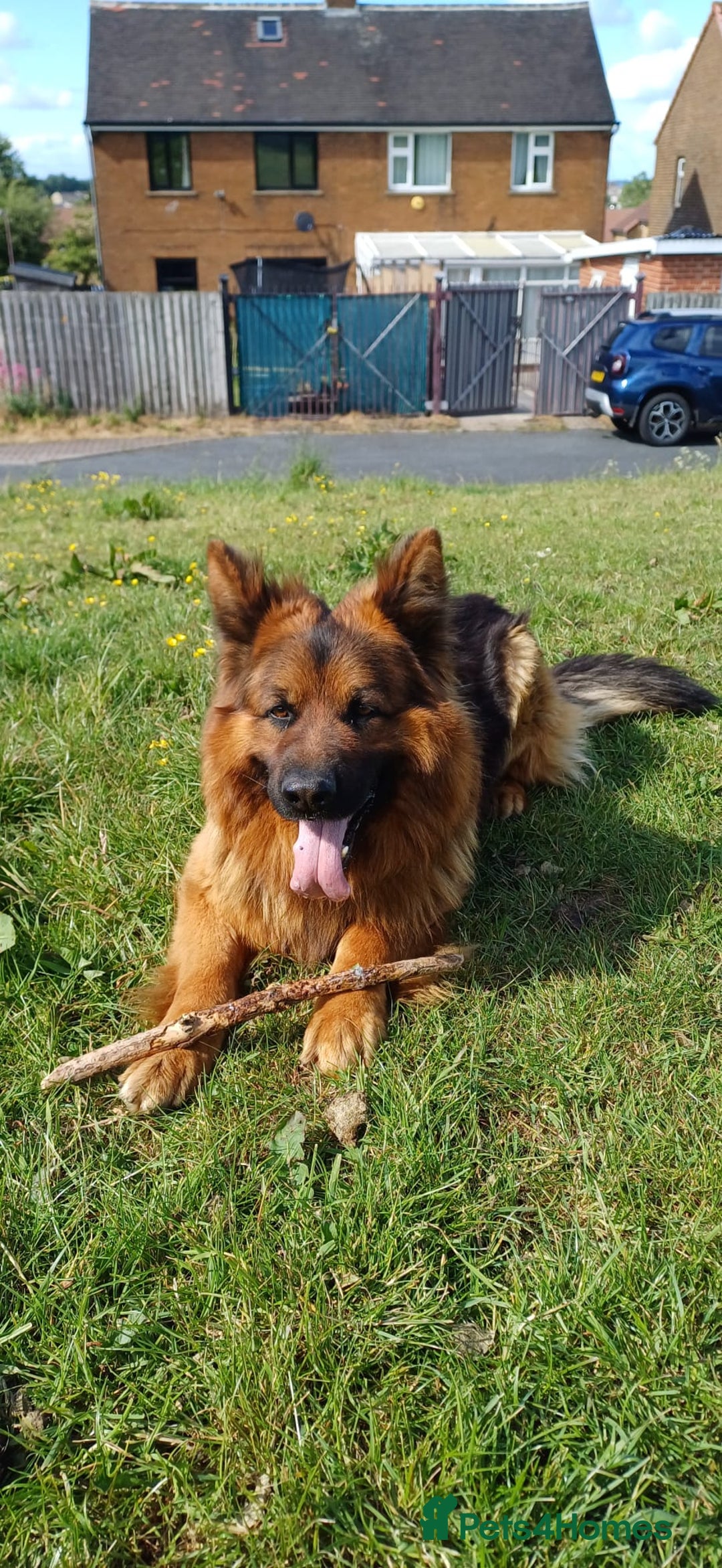 German Shepherd dogs for sale: Long-haired, chubby German Sheperd puppies! - Image 8