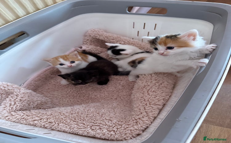 Domestic Shorthair cats - Advert 11