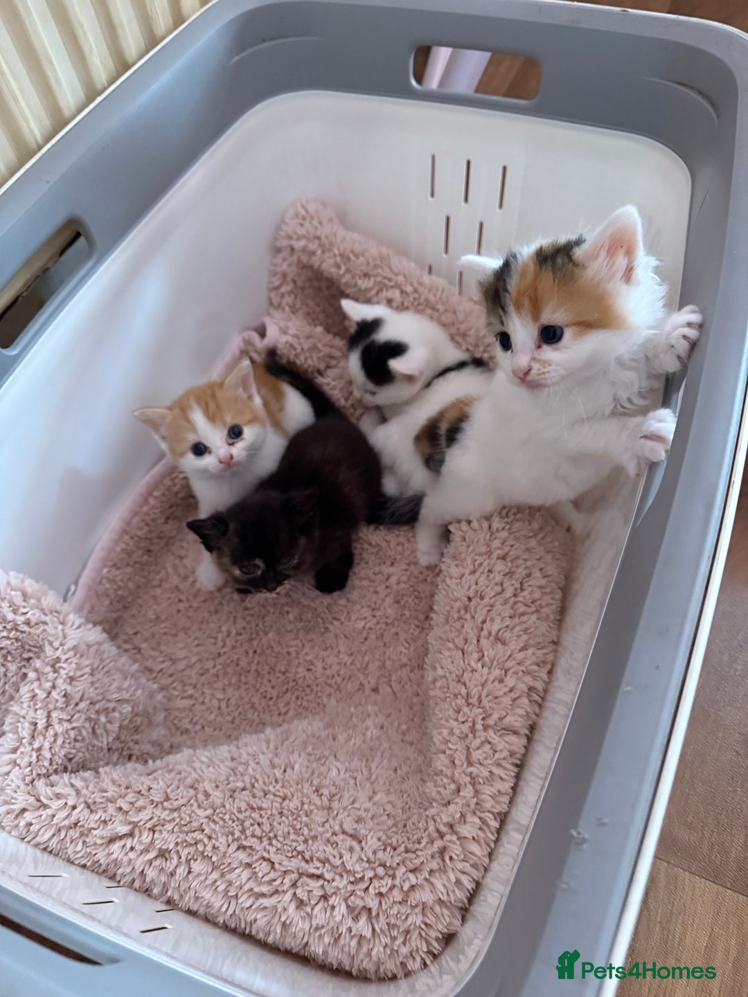 Domestic Shorthair cats for sale: 4 cute little kittens  - Image 1