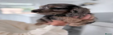 Cockapoo 2