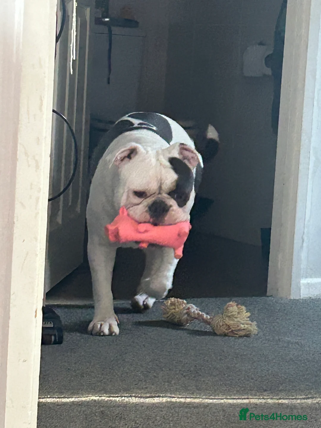 Dorset Olde Tyme Bulldogge dogs for sale: Olde Tyne English Bulldog - Advert 7