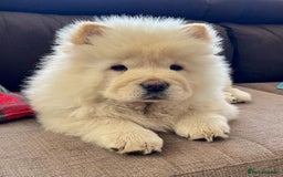 Chow Chow dogs for sale: Adorable Chow Chow Puppy for Rehome - Image 2