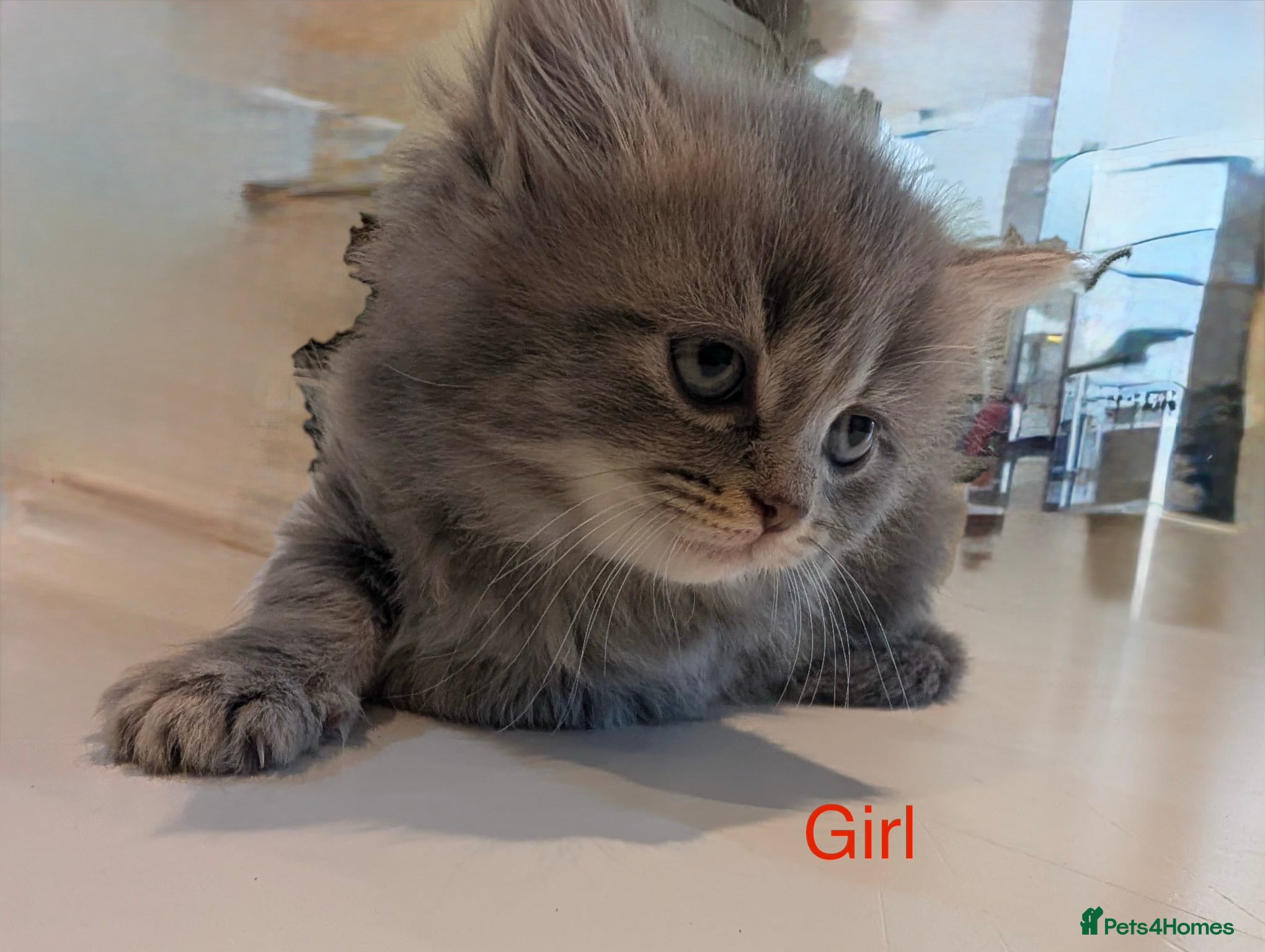 Longhaired Scottish straight Kitten 1