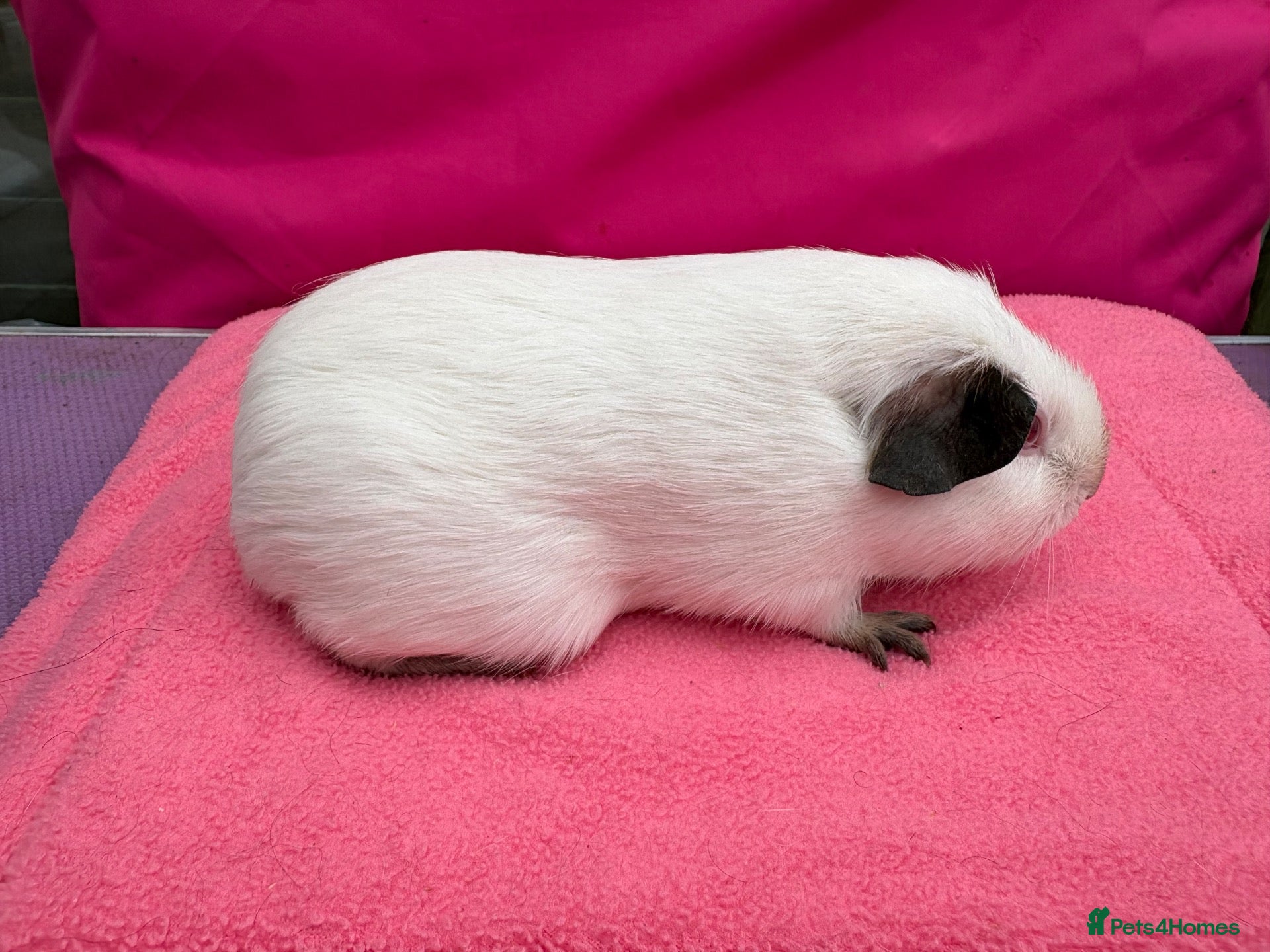 Guinea Pig rodents Californian & Himalayan - Boars & Sows - Advert 2
