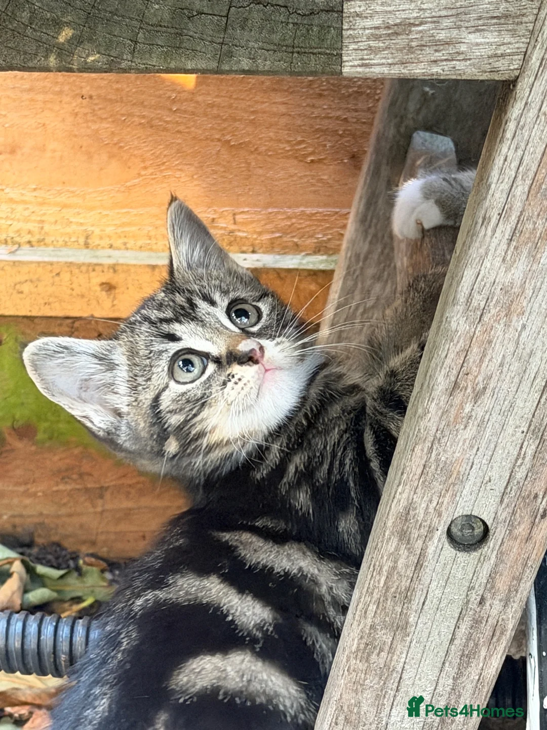European cats for sale: Adorable Kittens - Advert 2