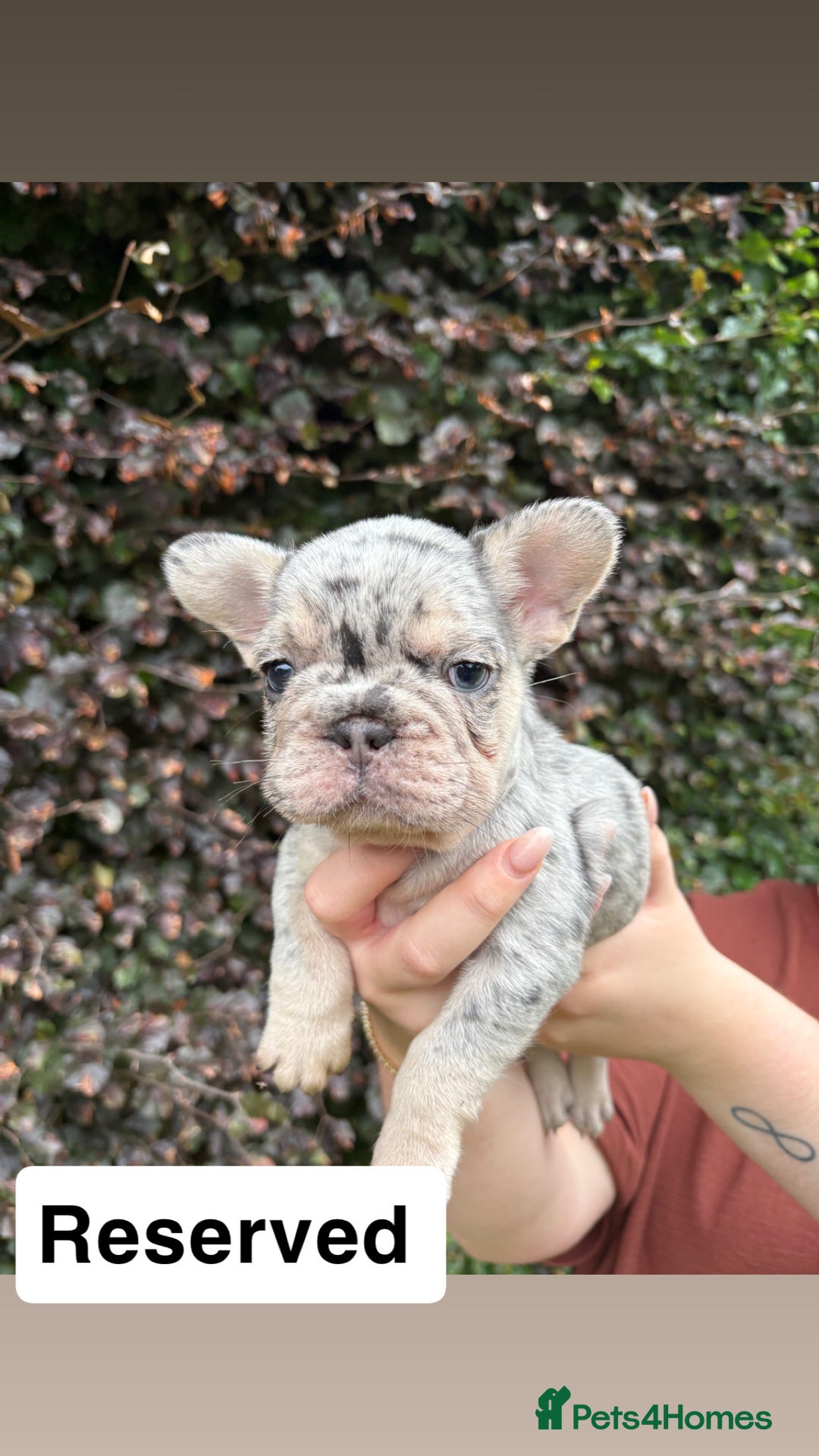 French Bulldog dogs for sale: 2 girls looking for forever home - Image 6