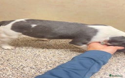 French Bulldog dogs for sale: French bulldog pups 07495497432 - Image 3