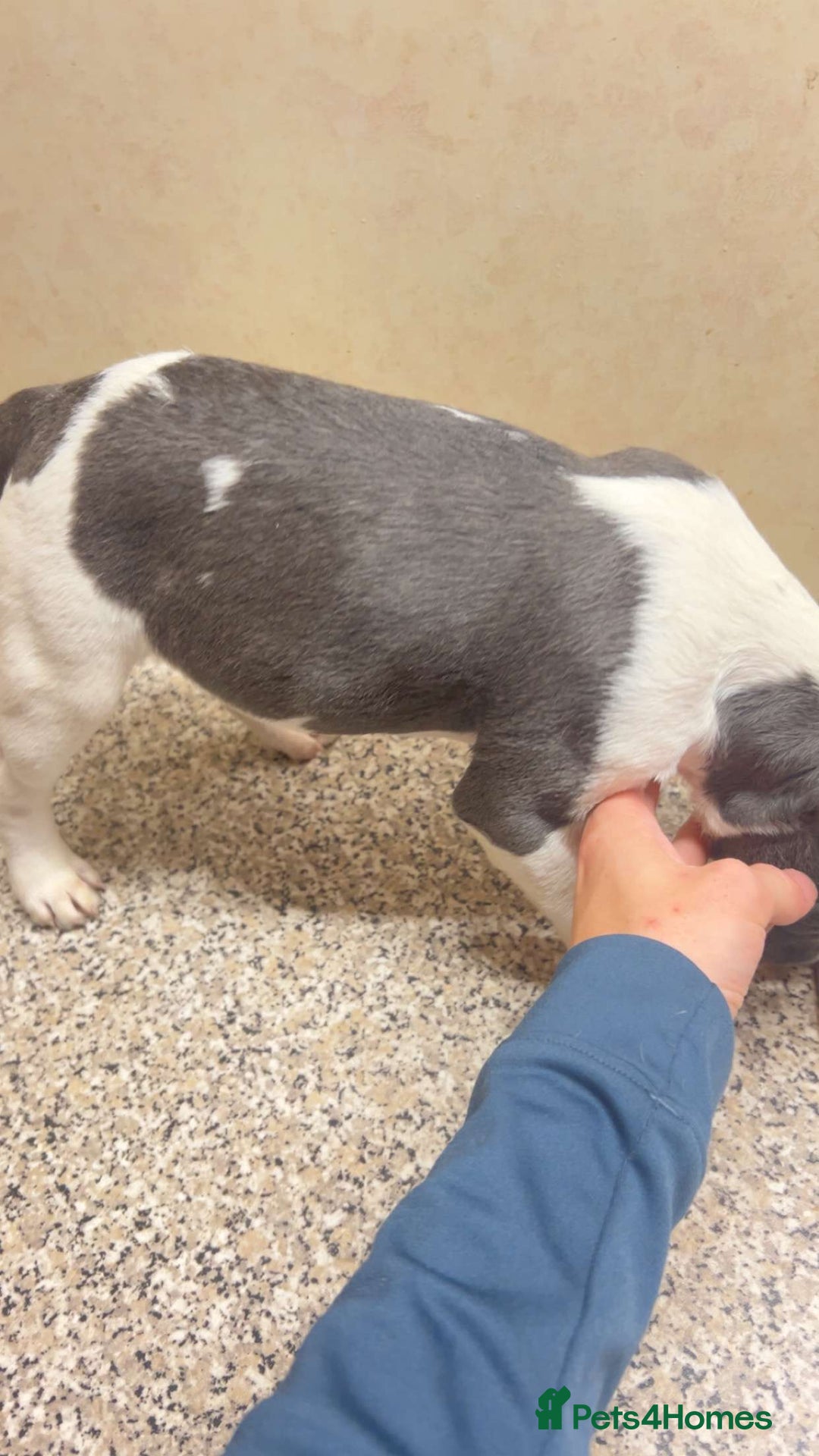 French Bulldog dogs for sale: French bulldog pups 07495497432 - Image 3