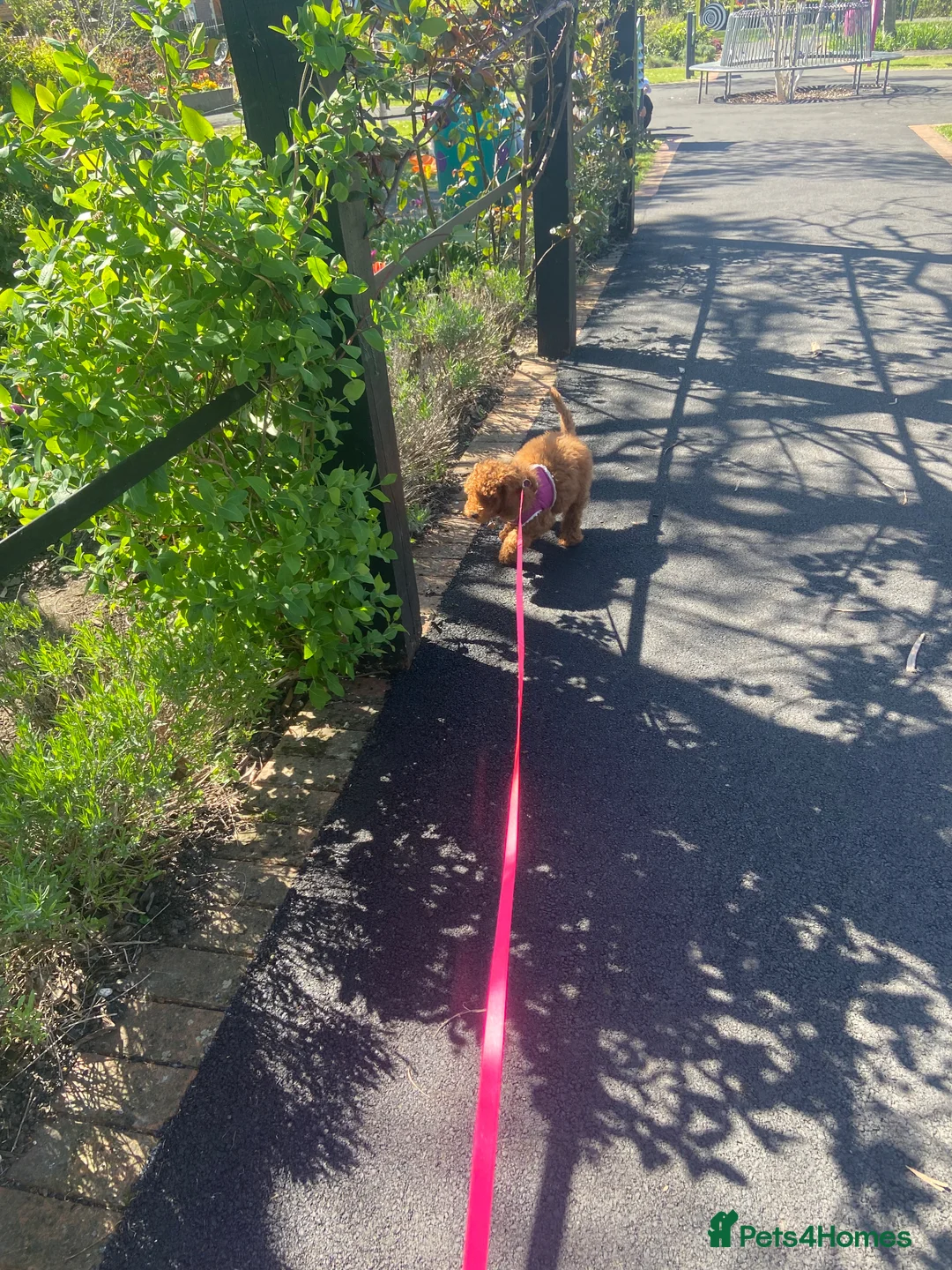 Cockapoo dogs for sale: Beautiful cockapoo girl  in Godalming - Advert 7