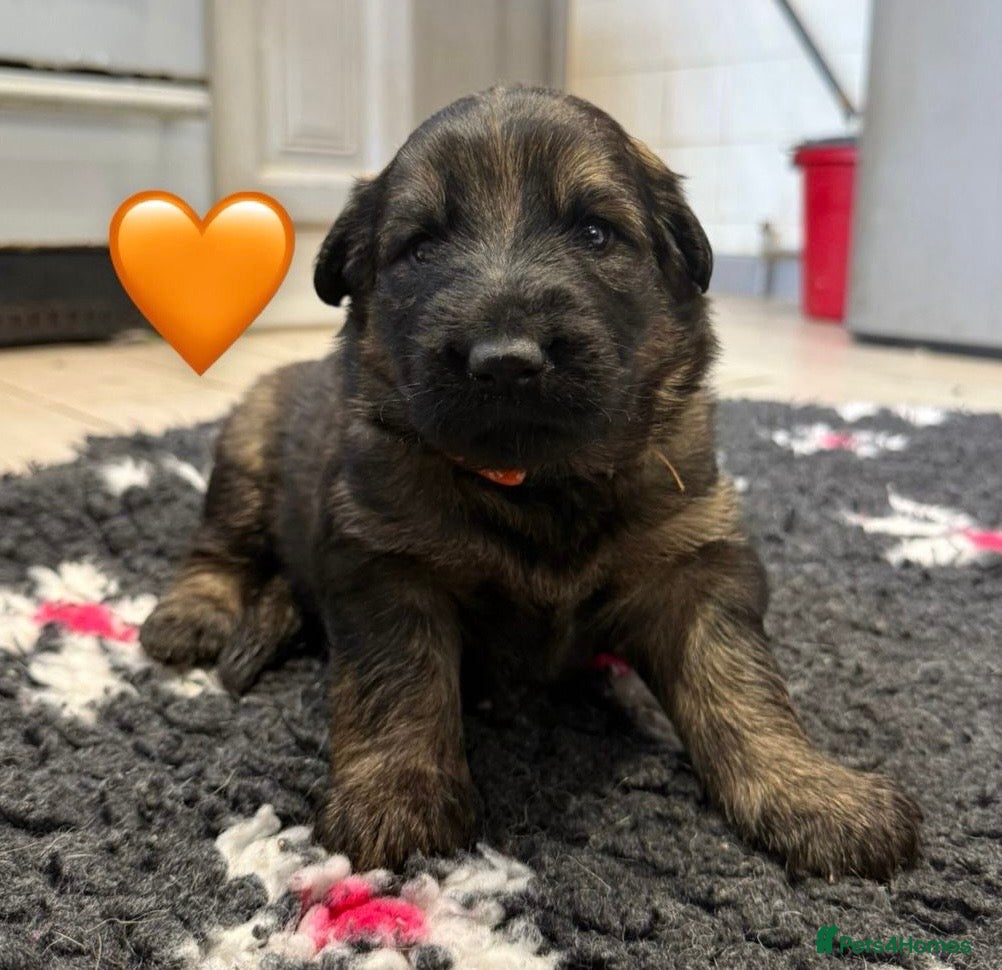 German Shepherd dogs ✨Extensively Health Tested KC Registered pups ✨ - Advert 4