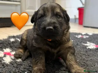 German Shepherd dogs ✨Extensively Health Tested KC Registered pups ✨ - Advert 4