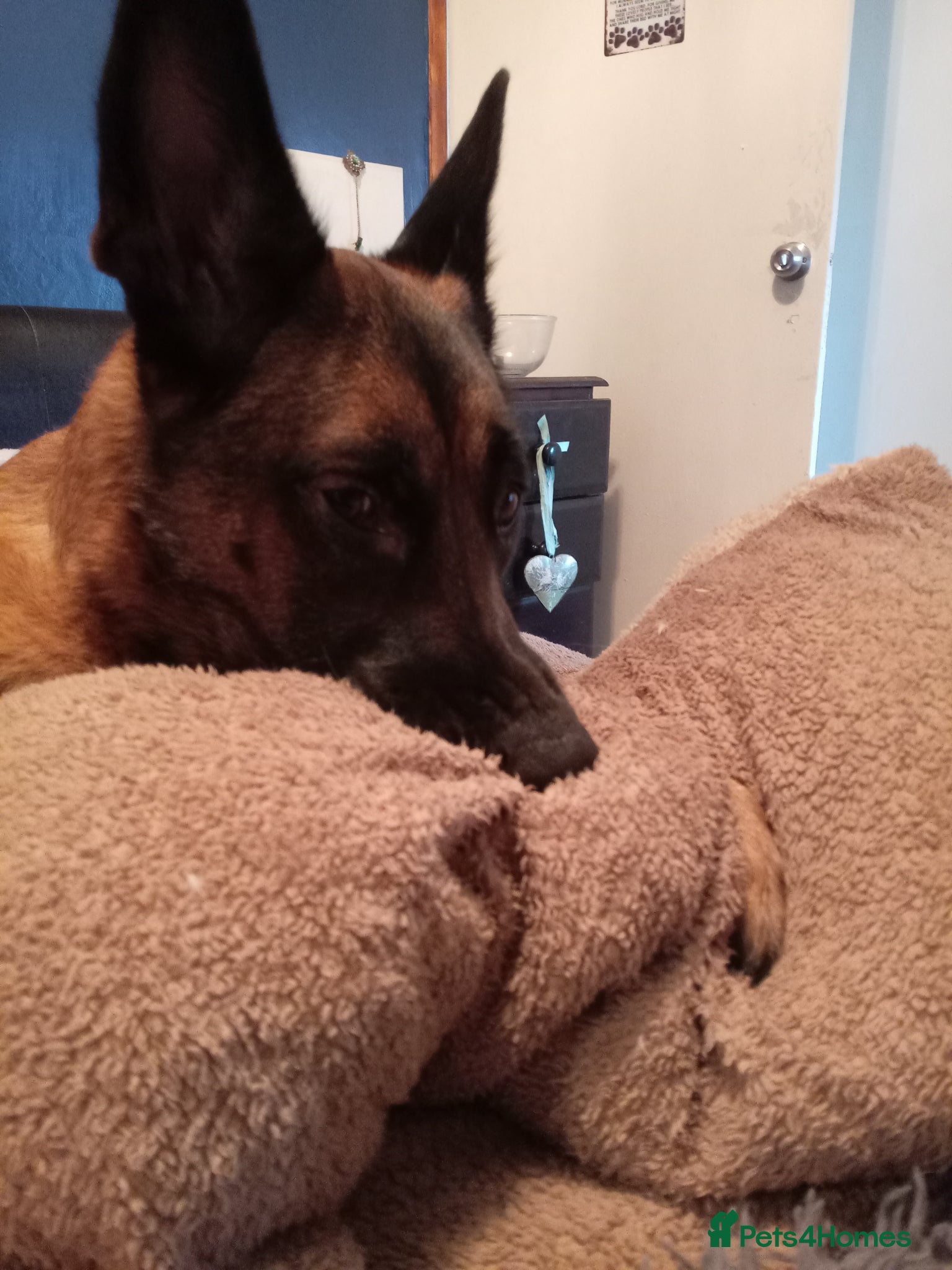 Belgian Shepherd Dog dogs for sale: Belgium malinois puppies 7 weeks old - Advert 10