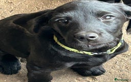 Labradoodle dogs for sale: Ready to go - Fantastic F1 Labradoodles (black) - Image 34