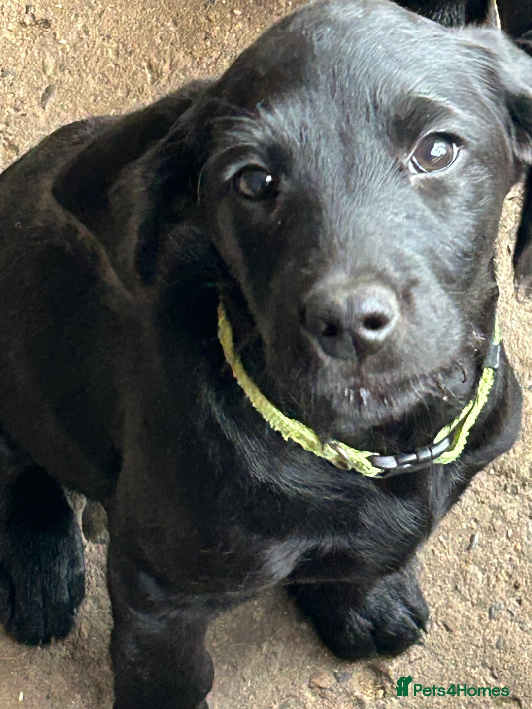 Labradoodle dogs for sale: Ready to go - Fantastic F1 Labradoodles (black) - Image 34