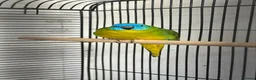 Mixed Breed birds for sale: Aviary Birds - Advert 7