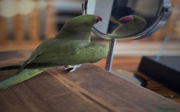 Ringnecks birds for sale: Male Indian ringneck  - Image 1