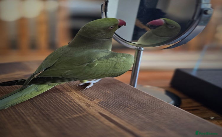 Ringnecks birds - Advert 1