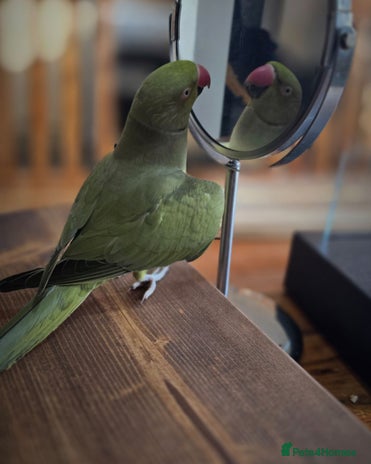 Ringnecks birds - Advert 12