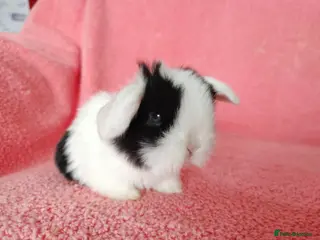 Mini Lop rabbits Baby mini lops for sale - Advert 10