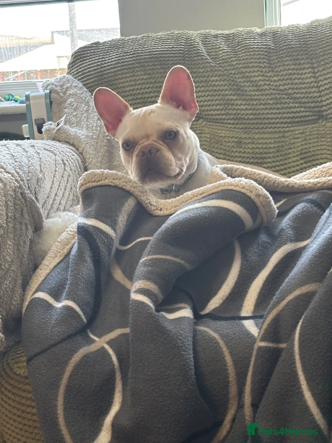 French Bulldog dogs for sale: Blondie 2 year old frenchie  - Advert 11