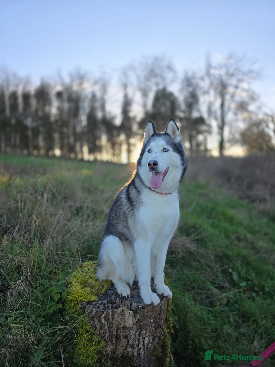 Siberian Husky dogs for sale: Needing forever home - Advert 2