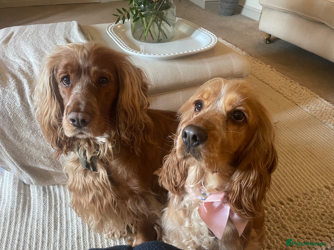 Cocker Spaniel dogs for sale: Lovely natured spaniel puppies - Image 19