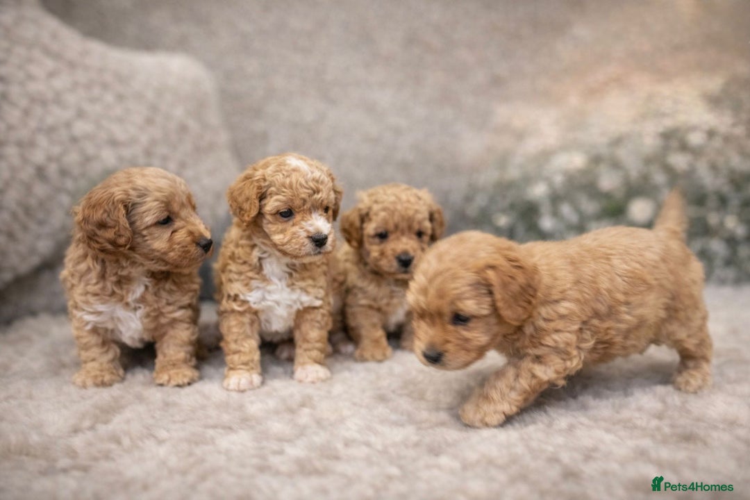 Maltipoo dogs for sale: Tiny Koreans maltipoo  - Advert 8