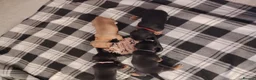 Jackshund dogs for sale: Jackhounds - Advert 18