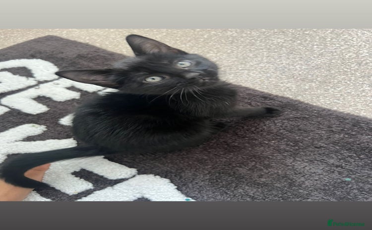 Mixed Breed cats - Advert 13