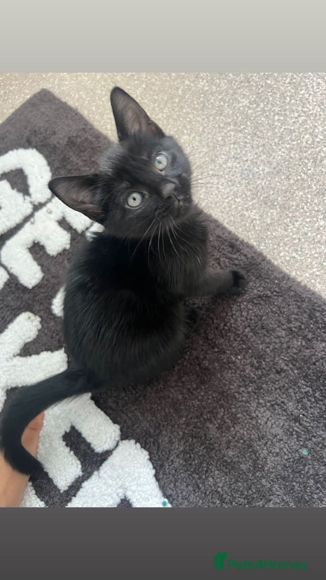 Mixed Breed cats for sale: 3 MONTH OLD BLACK KITTEN  - Image 1