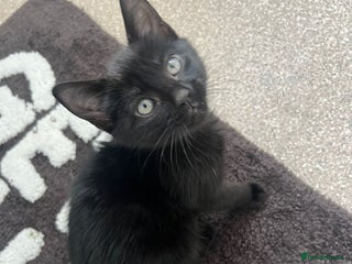 Mixed Breed cats - Advert 21