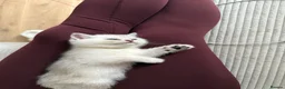 British Shorthair cats for sale: Fluffy British Shorthair & Fold Kittens 🐈‍⬛  - Advert 11