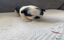 French Bulldog dogs for sale: French bulldogs puppy’s for sale - Advert 3