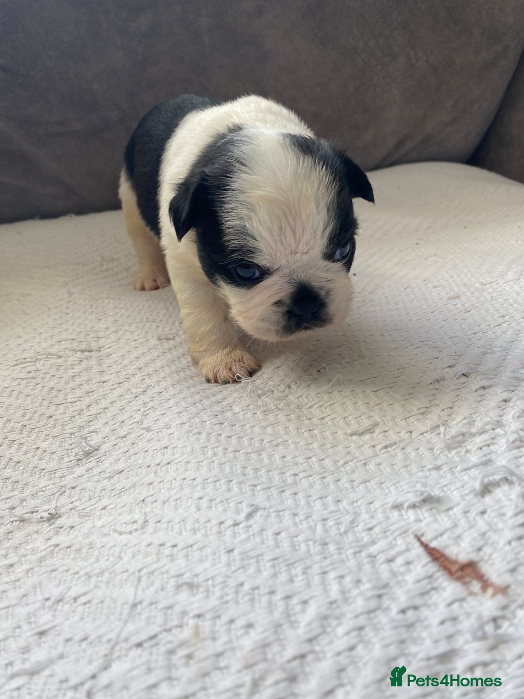French Bulldog dogs for sale: French bulldogs puppy’s for sale - Advert 3