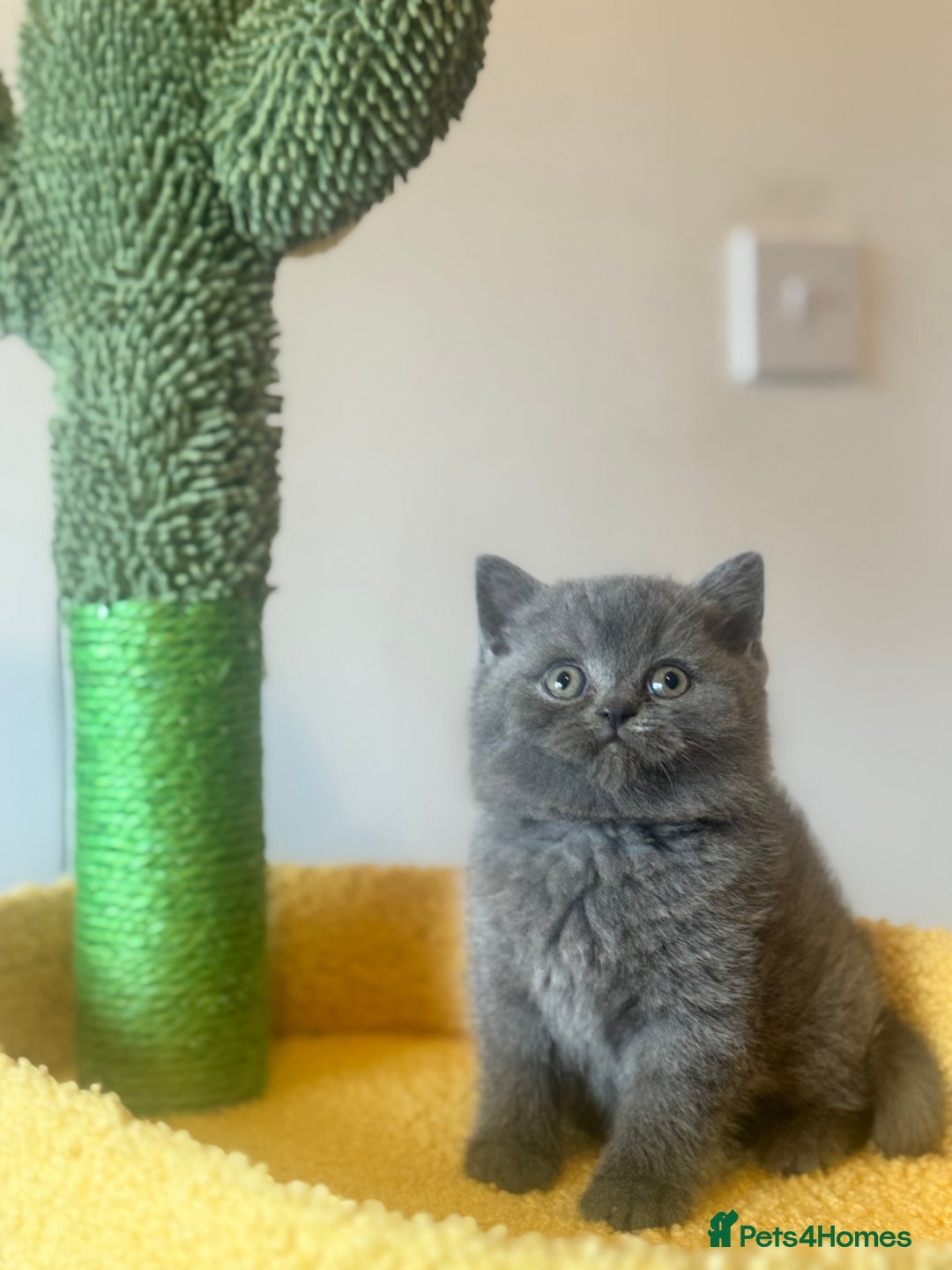 British Shorthair cats for sale: Blue British shorthair 🏆🏆🏆💙💙💙 - Advert 6