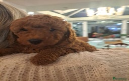Miniature Poodle dogs for sale: Minature poodles for sale - Image 3