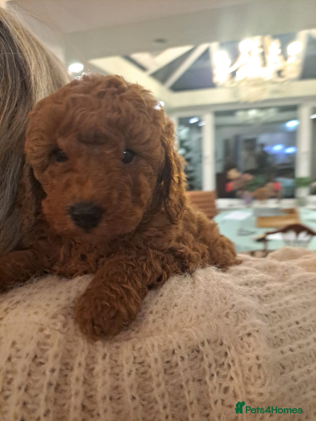 Miniature Poodle dogs for sale: Minature poodles for sale - Image 3