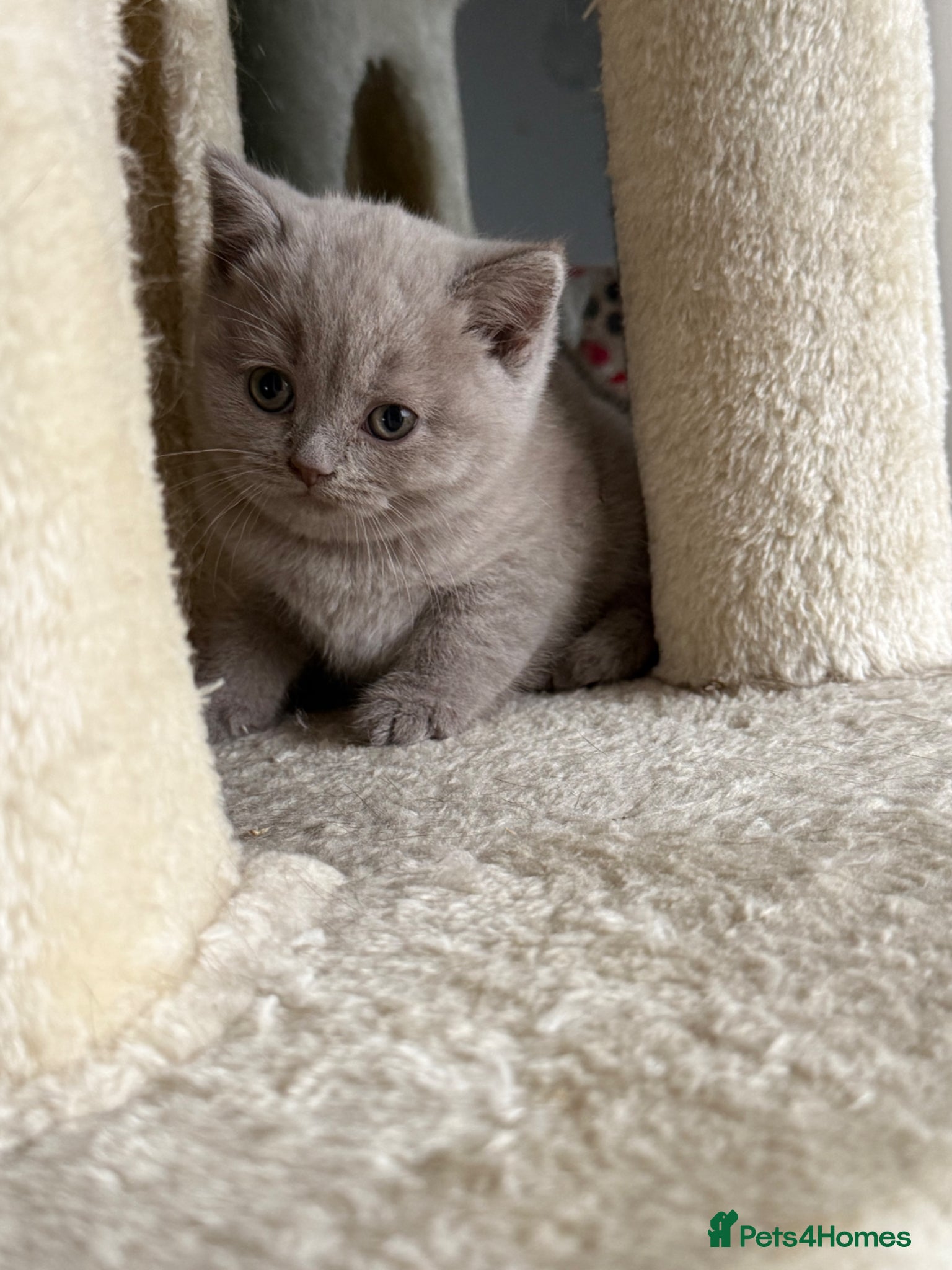 Scottish Fold cats LAST little beauty left🤩 - Advert 5