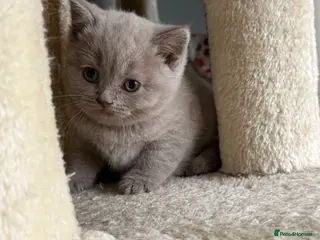 Scottish Fold cats LAST little beauty left🤩 - Advert 5