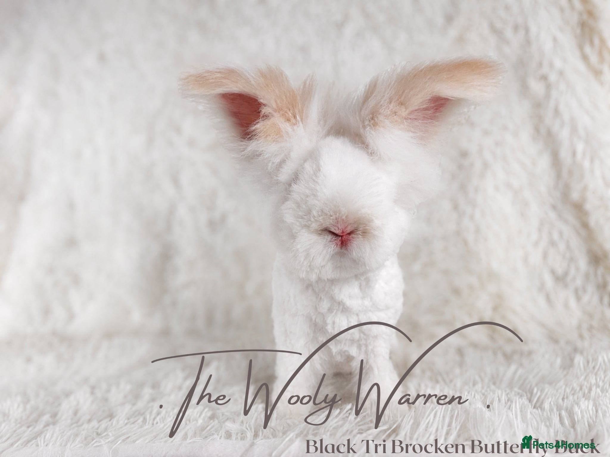 Angora rabbits Fully Vaccinated Pedigree Angoras  - Advert 10