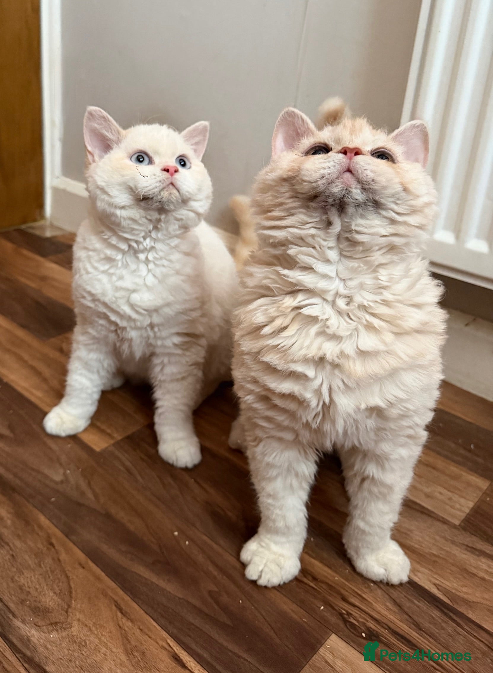 Selkirk Rex cats Two Gorgeous Selkirk Rex Boys Ready to go - Advert 1