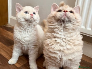 Selkirk Rex cats Two Gorgeous Selkirk Rex Boys Ready to go - Advert 5