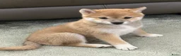 Japanese Shiba Inu dogs for sale: Bonny babies - Advert 10