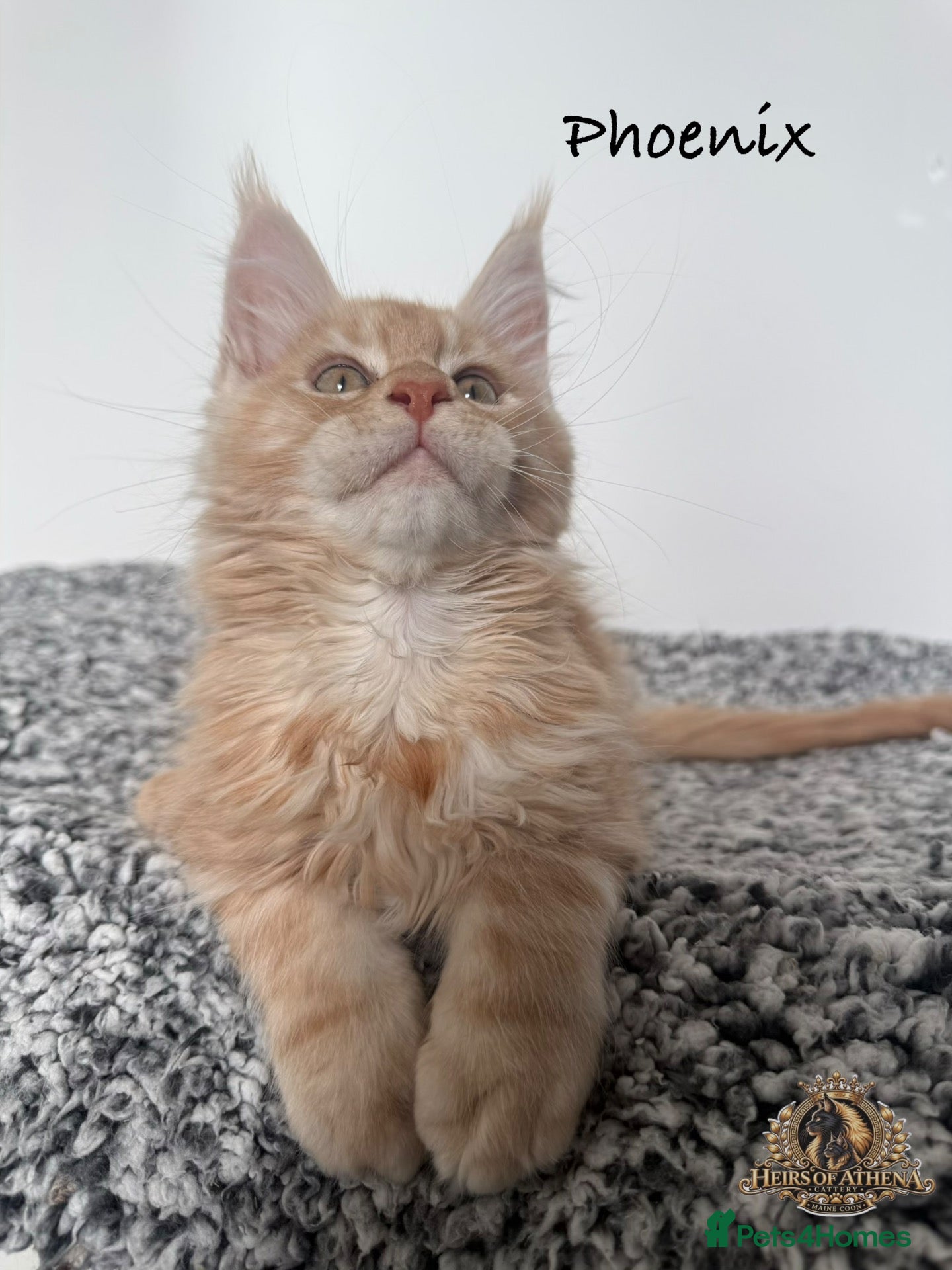 Maine Coon cats 🐾 Maine Coon Kittens TICA Registered 🐾 - Advert 2