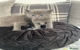 Russian Blue cats for sale: Russian X blue kittens  - Image 7