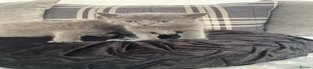 Russian Blue Kitten 2